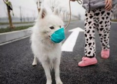 疫情下，如何保證寵物的安全？