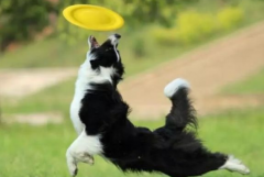 狗狗春季掉毛持續(xù)多久？如何改善愛寵的被毛？