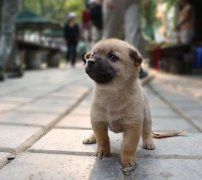 小奶狗剛到家一直叫怎么辦？