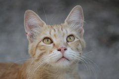 流浪貓可以帶回家養(yǎng)嗎？怎么把流浪貓帶回家養(yǎng)？