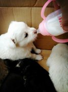 剛出生的小狗如何人工喂養(yǎng)？