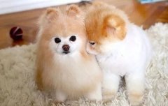 我想養(yǎng)狗，養(yǎng)什么狗，告別單身的狗