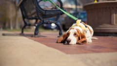 天氣熱了，寵主們請(qǐng)停止對(duì)狗狗的傷害！