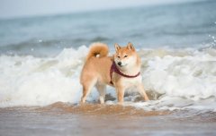 夏季遛狗，要避開(kāi)這四種不良行為，你別不知道
