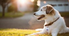 合理喂養(yǎng)寵物狗有技巧，你知道嗎? 華興寵物食品