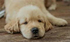 秋天，狗狗需要格外＂謹(jǐn)防＂的幾類疾病