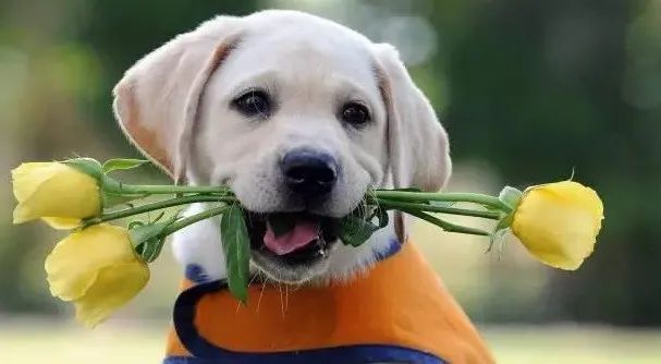 感動！原來狗狗這些表現，都是愛的證明