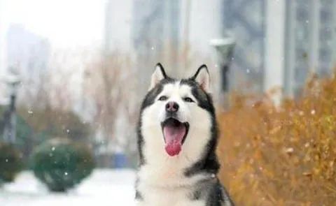 狗狗愛叫怎么辦？這六招，教給你