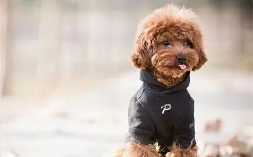 養(yǎng)狗，這些“低級(jí)錯(cuò)誤”千萬(wàn)不能犯！