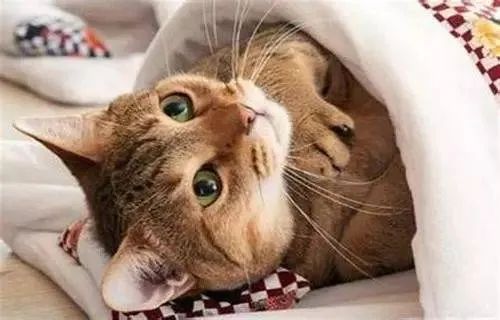 說出來你可能不信，貓咪過冬其實也有“南北差異”