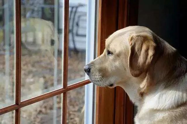 主人不在家的時候狗子都在干嘛？