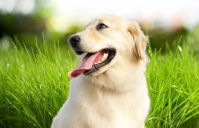 狗狗挑食不愛吃飯，究竟怎么回事？！