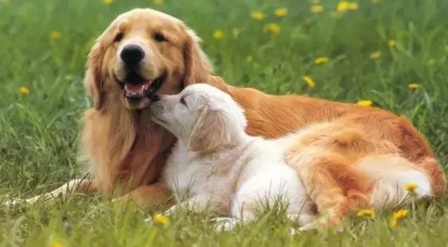 春季貓狗毛發(fā)滿天飛，如果是病理性掉毛，鏟屎官們要注意了！