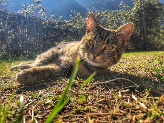 貓咪在春天容易感冒，平時應該注意什么呢？