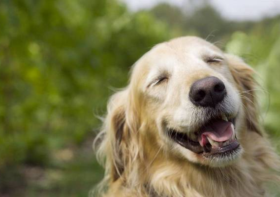 別再誤會狗狗了，它的這些行為，內心想法是這樣的
