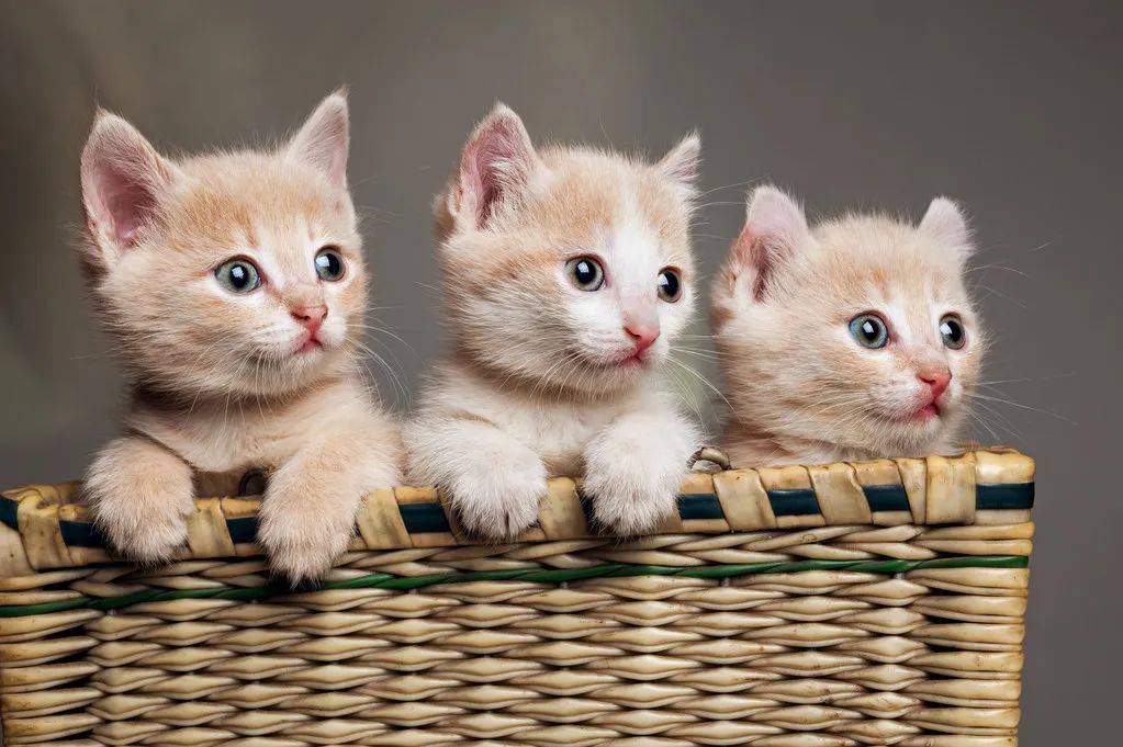 再生氣也不要打貓，告訴你為什么