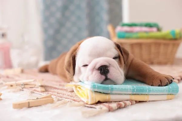 冬天給狗狗梳毛時總有靜電怎么辦？