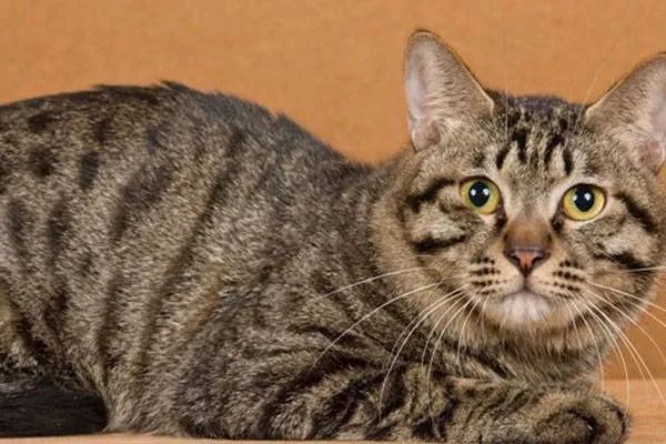 今天我們來盤點一下五種熱門的寵物貓，來看看你家的貓咪上榜了嗎？