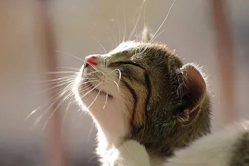 養(yǎng)貓忠告：這3件事一定要做，還有3件事千萬(wàn)不要做！