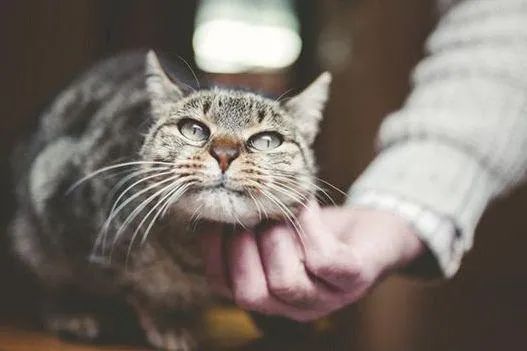 元旦丨新的一年，寵愛有加