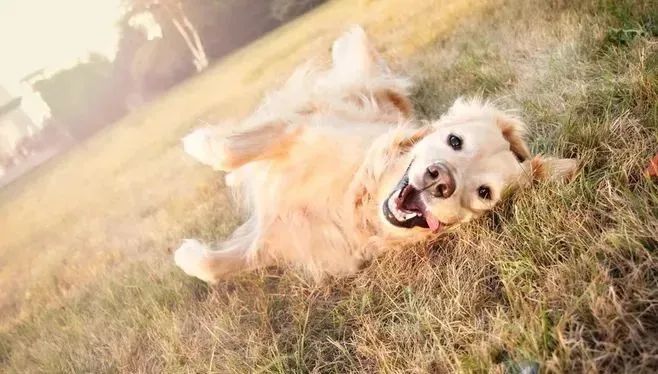 撒嬌狗狗最好命！狗界撒嬌狂，養(yǎng)一只很幸福！