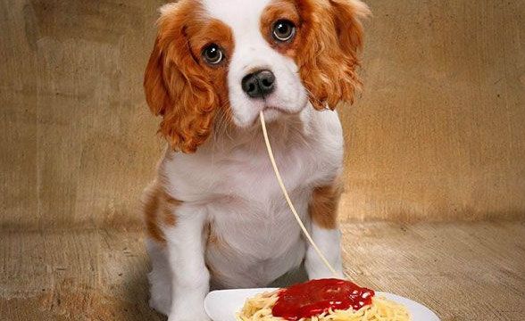 為什么要選寵物糧？